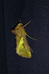 Thysanoplusia orichalcea