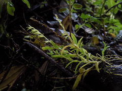 Frondaria caulescens