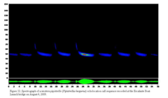 Parastrellus hesperus