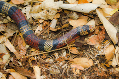 Lampropeltis micropholis