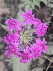 Glandularia scrobiculata