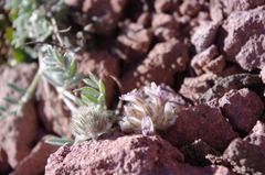 Astragalus austiniae