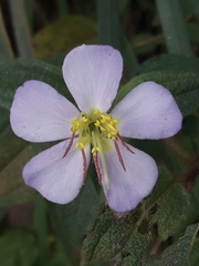 Chaetogastra brachyphylla