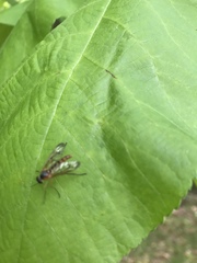 Rhagio albicornis