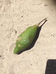 Ceiba pentandra