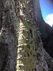 Ceiba pentandra