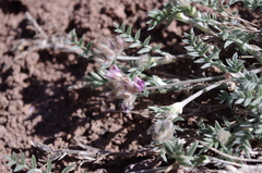 Astragalus austiniae
