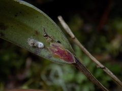 Lepanthes monoptera