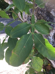 Ceiba pentandra