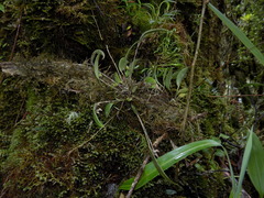 Lepanthes monoptera