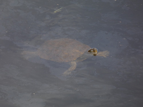 Mauremys leprosa