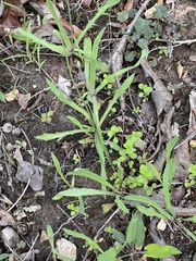 Krigia dandelion, photograph (c) Nathan Aaron, some rights reserved (CC BY)