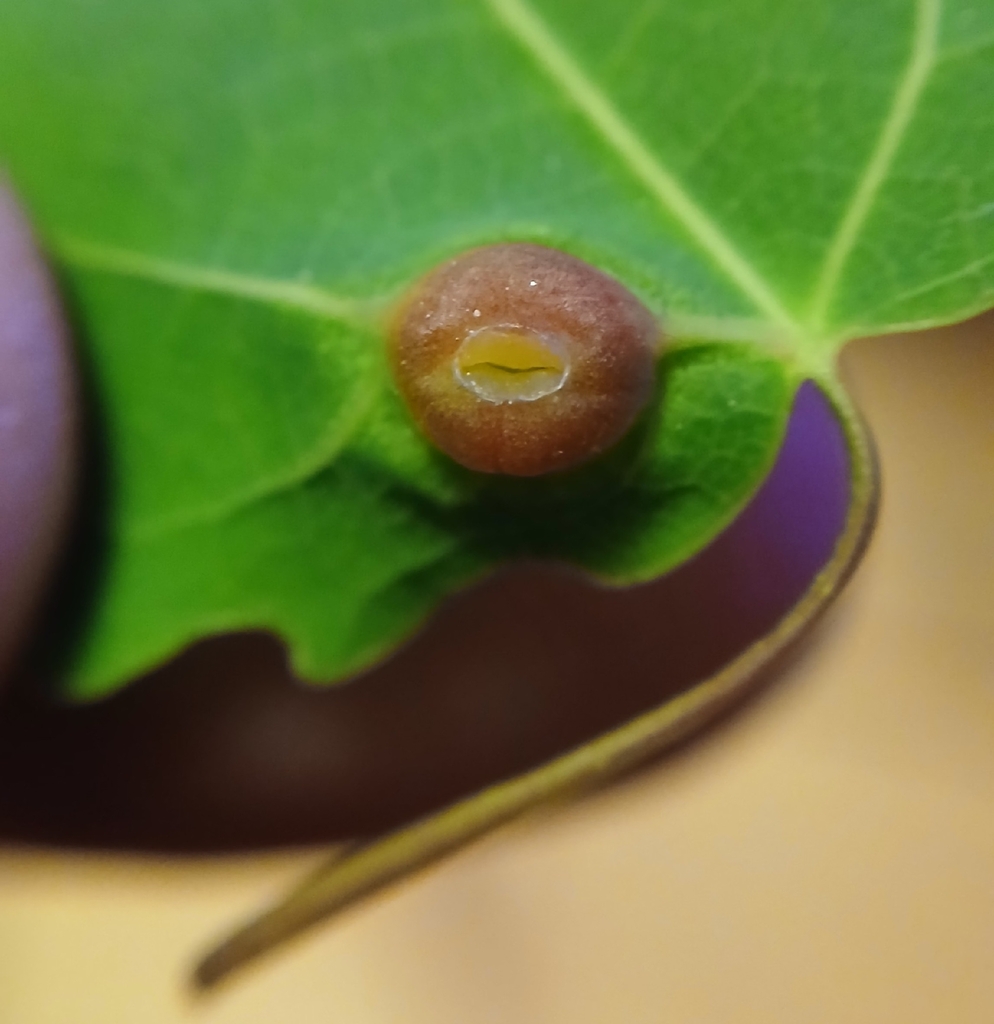 Contarinia populi