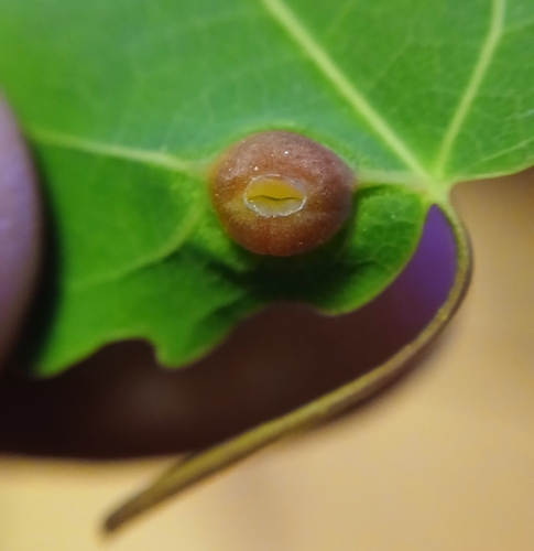 Contarinia populi