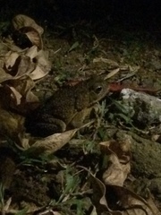 Rhinella marina