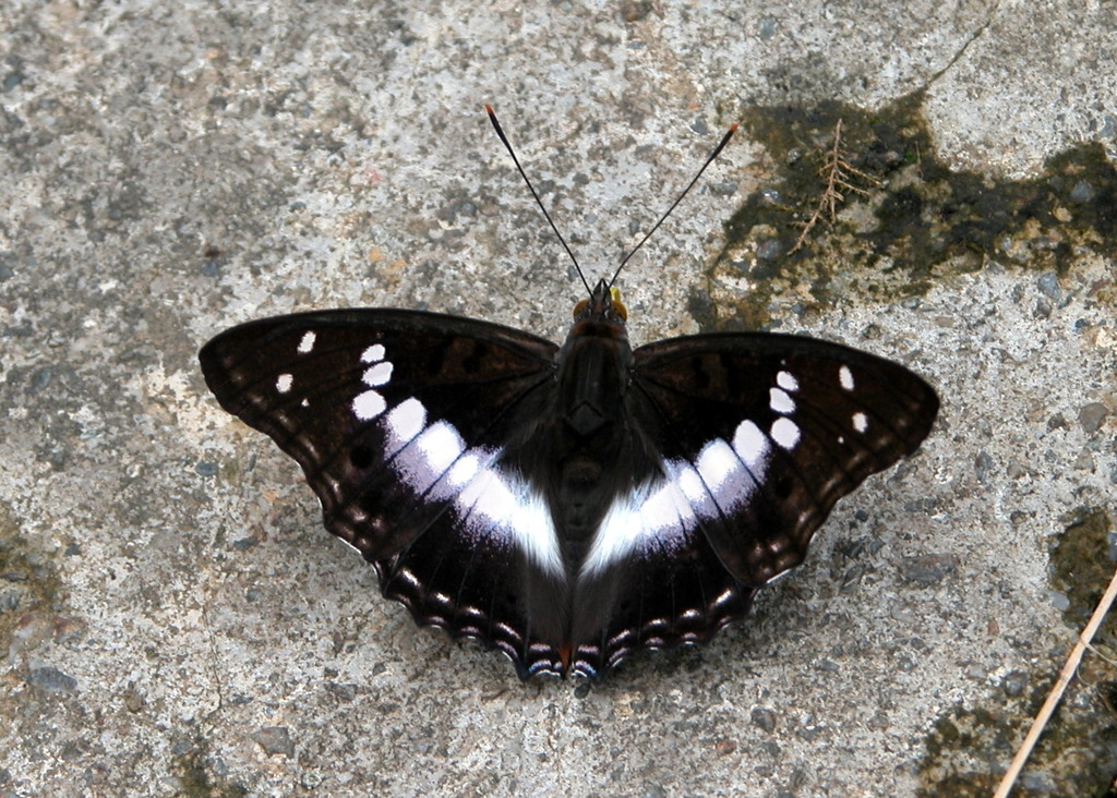 Indian Purple Emperor