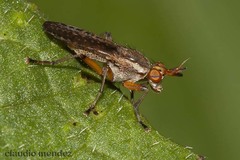 Protodictya