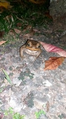 Rhinella marina