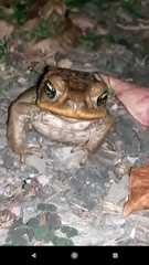 Rhinella marina
