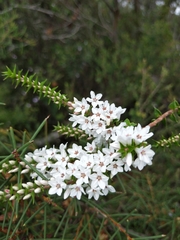 Epacris pulchella