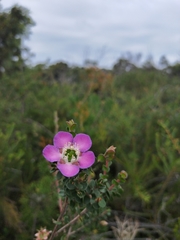 Leptospermum rotundifolium