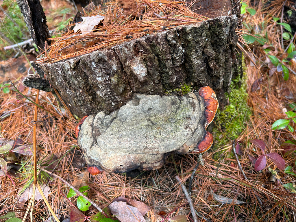 Fomitopsis mounceae · May 2026 · photo: © dhgadd (iNaturalist, cc0)