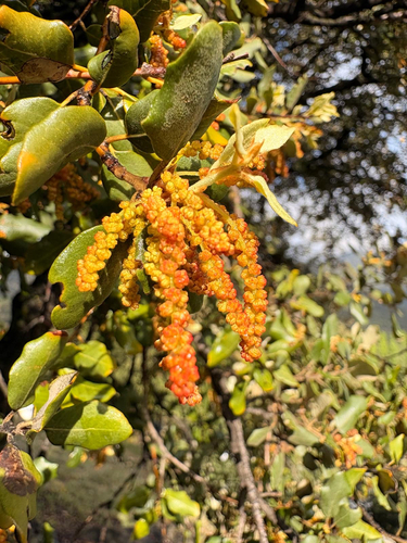 sweet acorn oak
