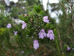 Prostanthera densa