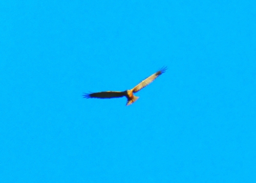 Western Marsh Harrier