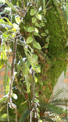 Microgramma vacciniifolia