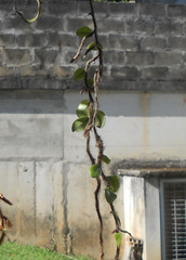 Microgramma vacciniifolia