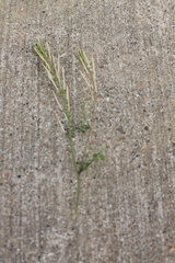 Cardamine parviflora