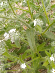 Cryptantha barbigera