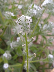 Cryptantha barbigera