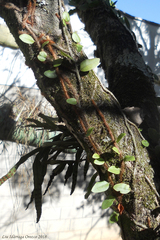 Microgramma vacciniifolia