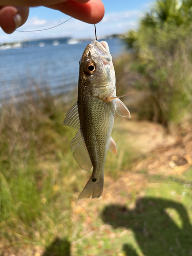 Sciaenops ocellatus