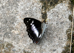 Mimathyma ambica