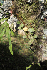 Microgramma vacciniifolia