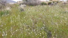 Cryptantha intermedia intermedia