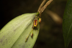 Lepanthes sybax