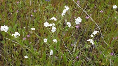 Cryptantha intermedia intermedia