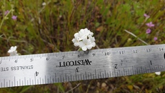 Cryptantha intermedia intermedia