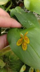 Acianthera casapensis