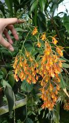 Epidendrum spathatum
