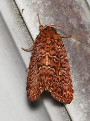 Callopistria granitosa