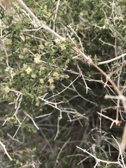 Galium stellatum eremicum