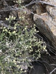 Galium stellatum eremicum