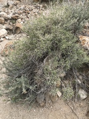 Galium stellatum eremicum