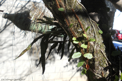 Pleopeltis pleopeltifolia