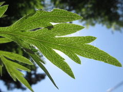 Artemisia princeps